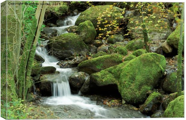 MOSS ROCKS Canvas Print by andrew saxton