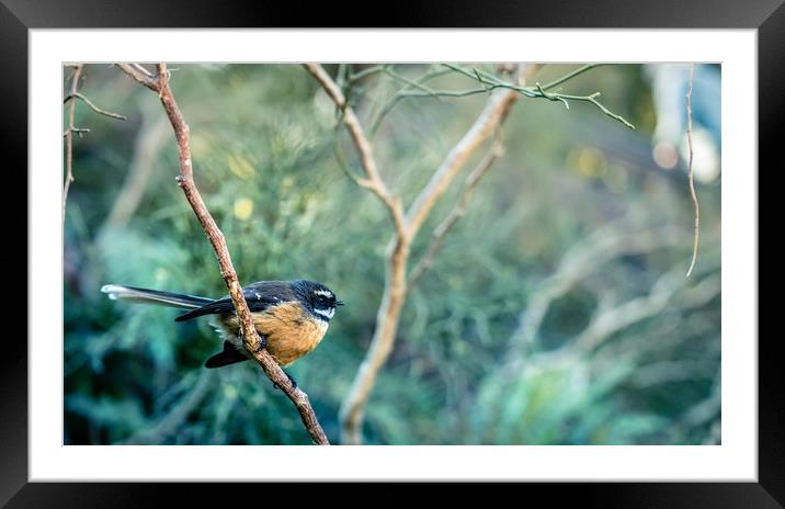 Fantail Framed Mounted Print by Renato Junior