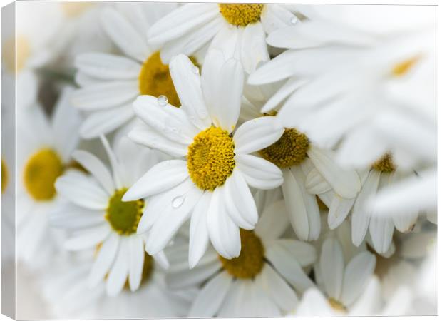 Oxeye Daisies.  Canvas Print by Colin Allen