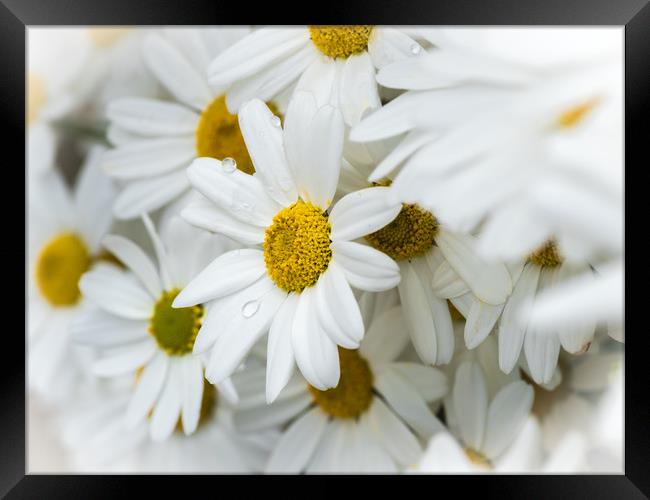 Oxeye Daisies.  Framed Print by Colin Allen