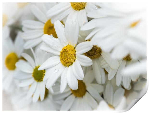 Oxeye Daisies.  Print by Colin Allen
