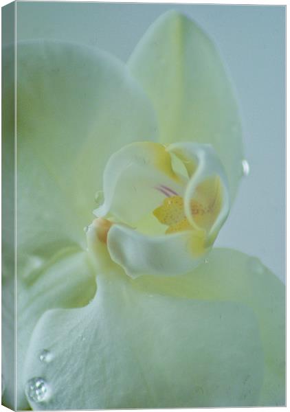 white orchid Canvas Print by Dawn Cox
