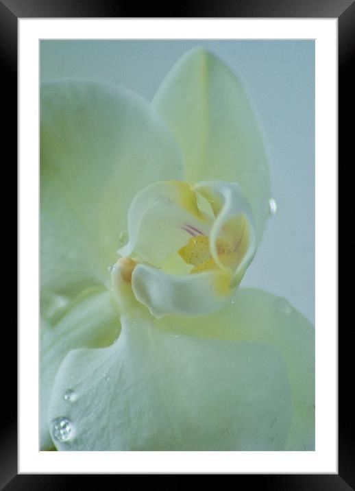 white orchid Framed Mounted Print by Dawn Cox
