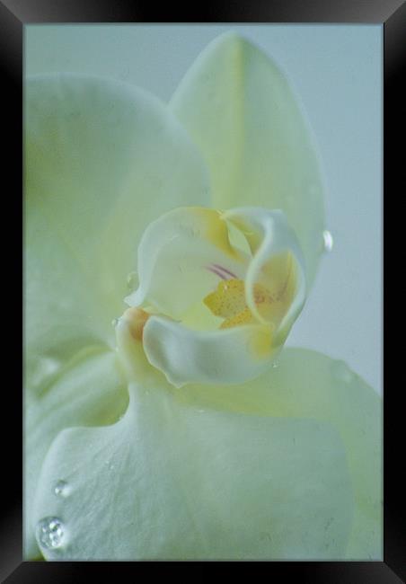 white orchid Framed Print by Dawn Cox