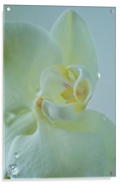 white orchid Acrylic by Dawn Cox