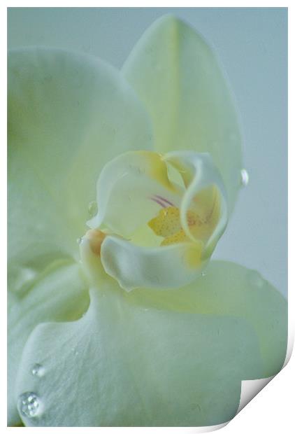 white orchid Print by Dawn Cox