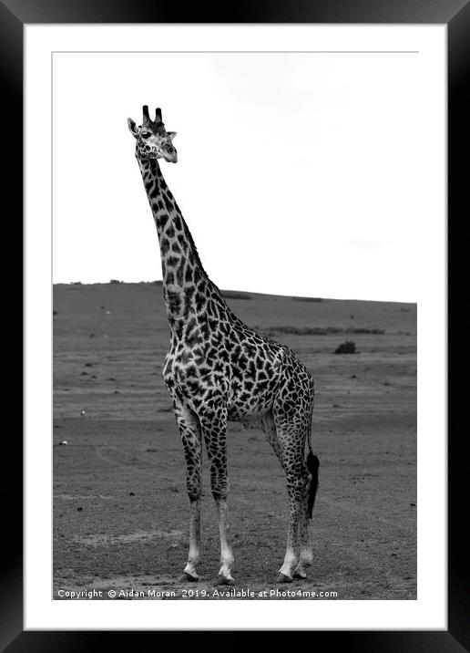 African Male Giraffe   Framed Mounted Print by Aidan Moran