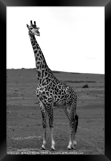 African Male Giraffe   Framed Print by Aidan Moran