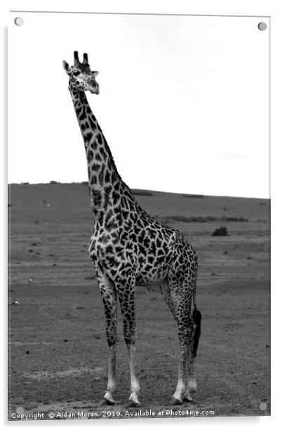 African Male Giraffe   Acrylic by Aidan Moran