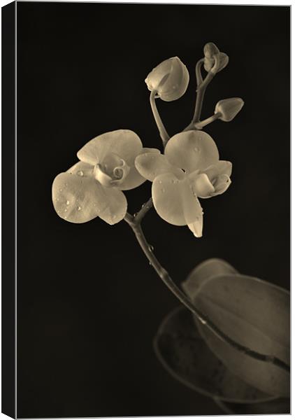 orchid Canvas Print by Dawn Cox