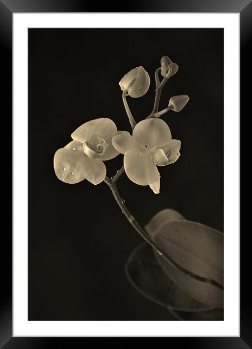 orchid Framed Mounted Print by Dawn Cox