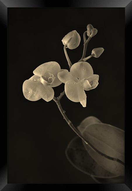 orchid Framed Print by Dawn Cox