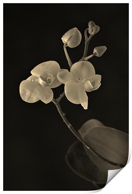 orchid Print by Dawn Cox