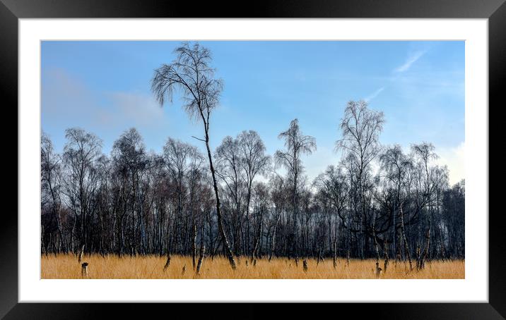Silver birches at Snettisham Framed Mounted Print by Robbie Spencer