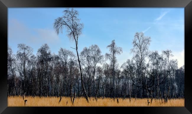 Silver birches at Snettisham Framed Print by Robbie Spencer