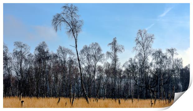 Silver birches at Snettisham Print by Robbie Spencer