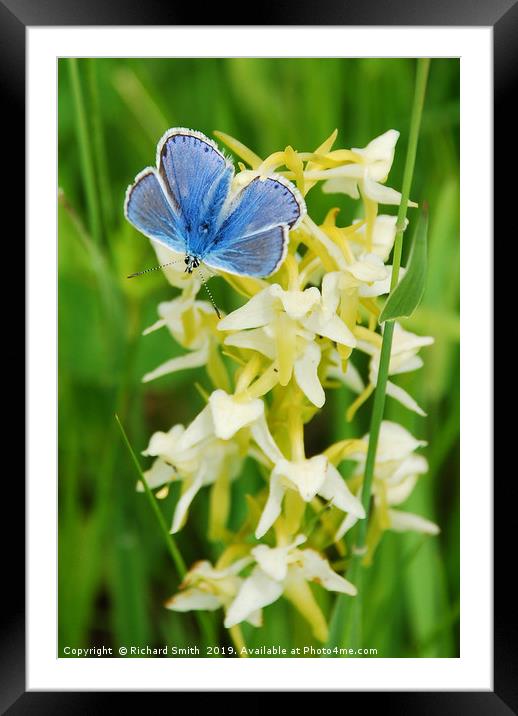 Common Blue butterfly settled on Butterfly Orchid. Framed Mounted Print by Richard Smith