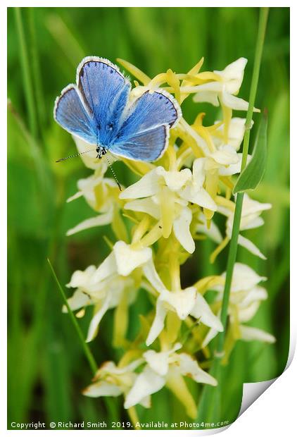 Common Blue butterfly settled on Butterfly Orchid. Print by Richard Smith