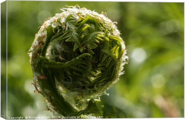 Unfurling frond of fern. Canvas Print by Richard Smith