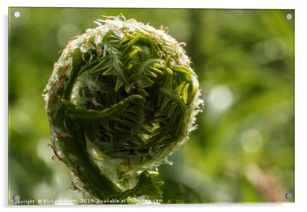 Unfurling frond of fern. Acrylic by Richard Smith