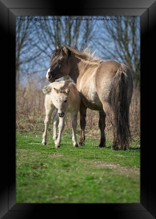 Konik Horse And Her Foal Framed Print by rawshutterbug 