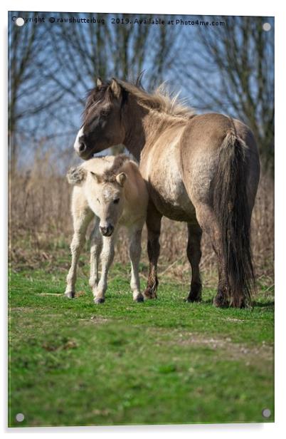 Konik Horse And Her Foal Acrylic by rawshutterbug 