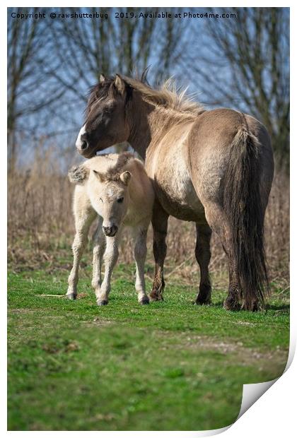 Konik Horse And Her Foal Print by rawshutterbug 