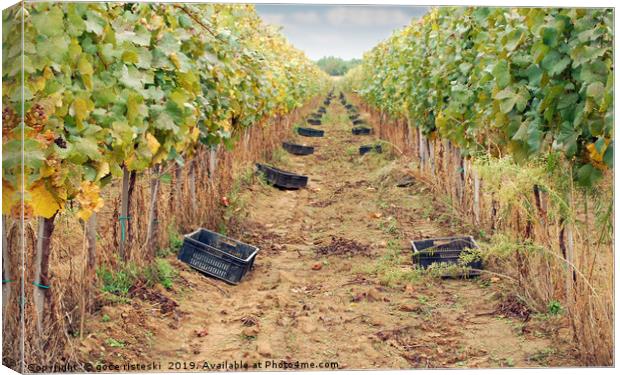 the grape harvest autumn season Canvas Print by goce risteski