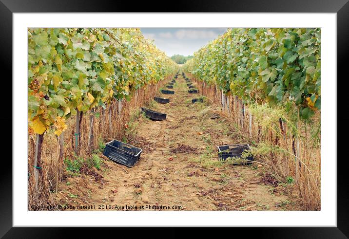 the grape harvest autumn season Framed Mounted Print by goce risteski
