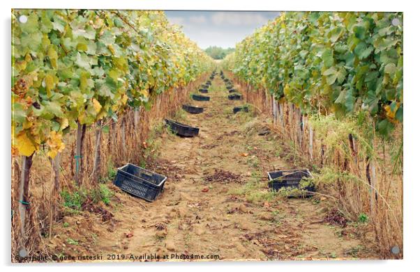 the grape harvest autumn season Acrylic by goce risteski
