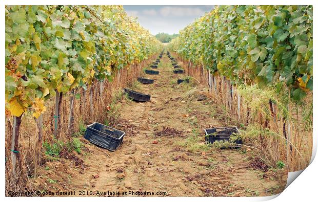 the grape harvest autumn season Print by goce risteski