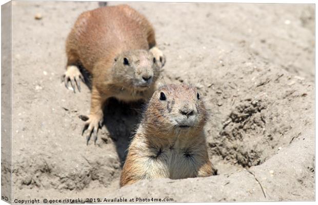 two prairie dogs watching from hole Canvas Print by goce risteski