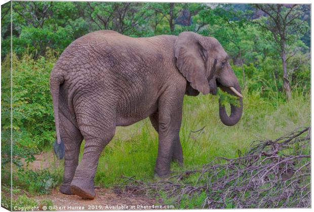 Captivating African Elephant in Entabeni Canvas Print by Gilbert Hurree