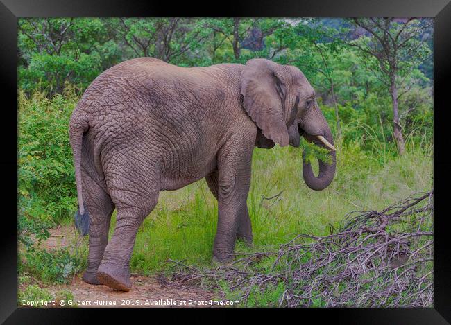 Captivating African Elephant in Entabeni Framed Print by Gilbert Hurree
