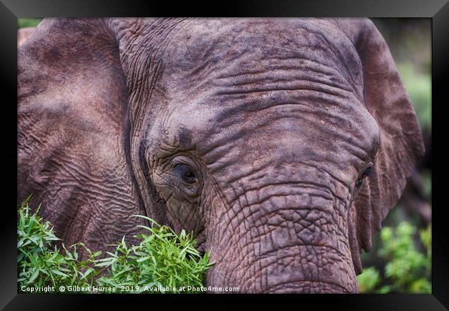 Captivating Elephant Encounter in Entabeni Reserve Framed Print by Gilbert Hurree