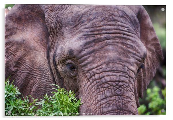 Captivating Elephant Encounter in Entabeni Reserve Acrylic by Gilbert Hurree