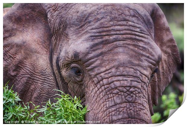 Captivating Elephant Encounter in Entabeni Reserve Print by Gilbert Hurree