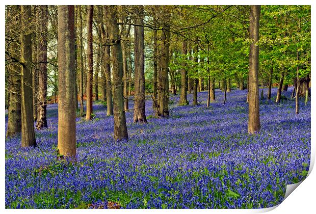 Bluebell Woods Greys Court Oxfordshire UK Print by Andy Evans Photos