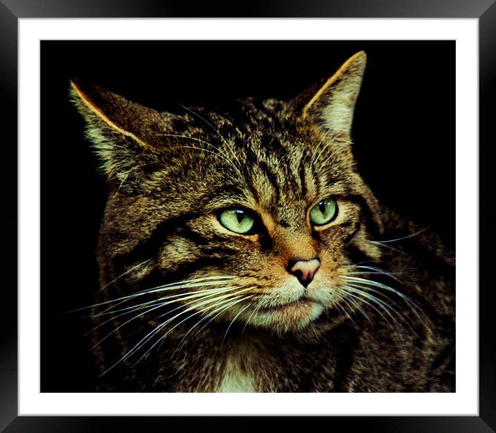 Scottish Wildcat Framed Mounted Print by Linda More