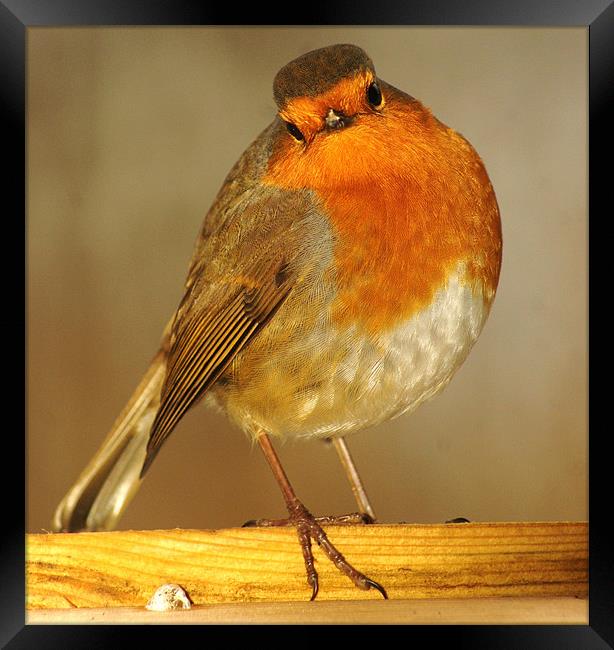 robin enjoying the sun Framed Print by Dawn Cox