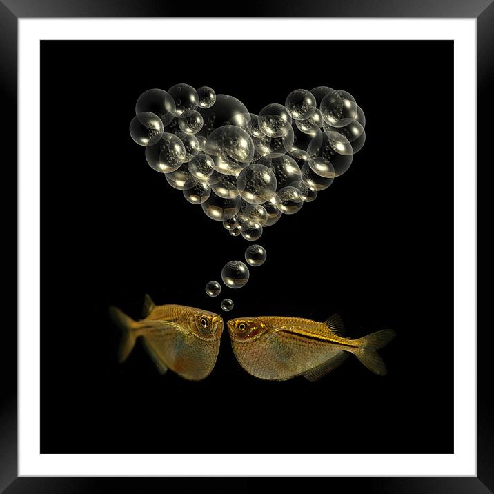 Fishy Love Framed Mounted Print by Abdul Kadir Audah