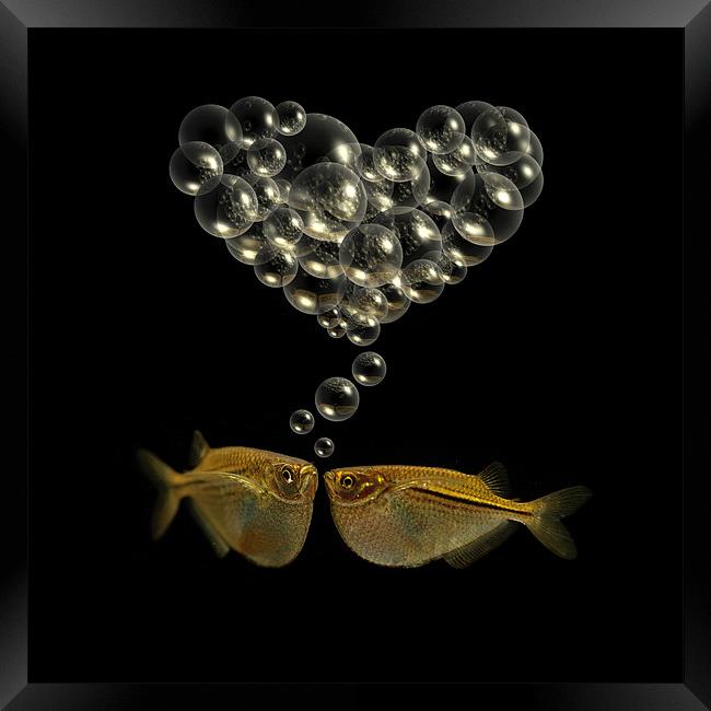 Fishy Love Framed Print by Abdul Kadir Audah