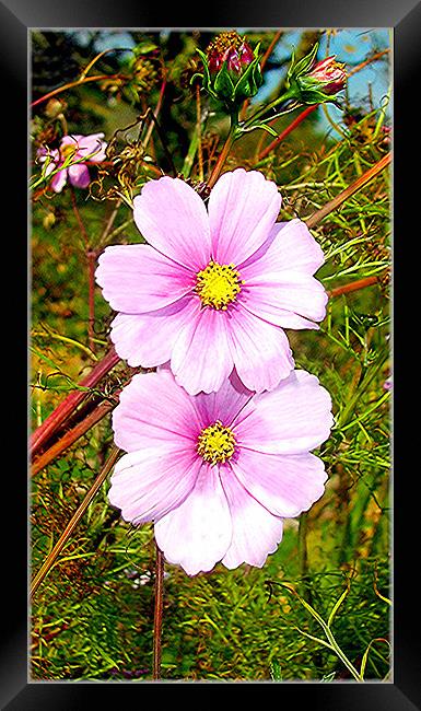 Pink Daisy Framed Print by paulette hurley