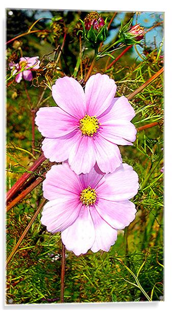 Pink Daisy Acrylic by paulette hurley