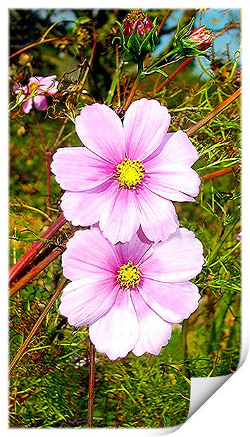 Pink Daisy Print by paulette hurley