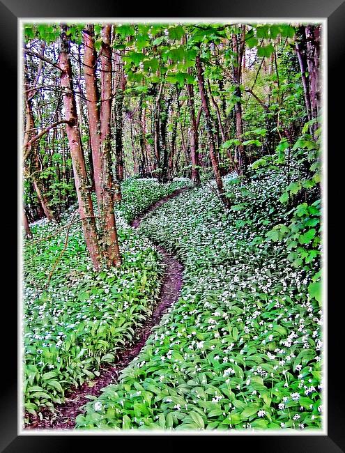 Wild Garlic.Lydstep. Framed Print by paulette hurley