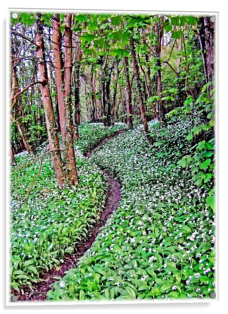 Wild Garlic.Lydstep. Acrylic by paulette hurley