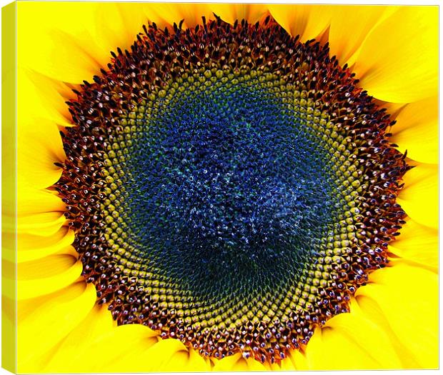Macro Sunflower Head. Canvas Print by paulette hurley
