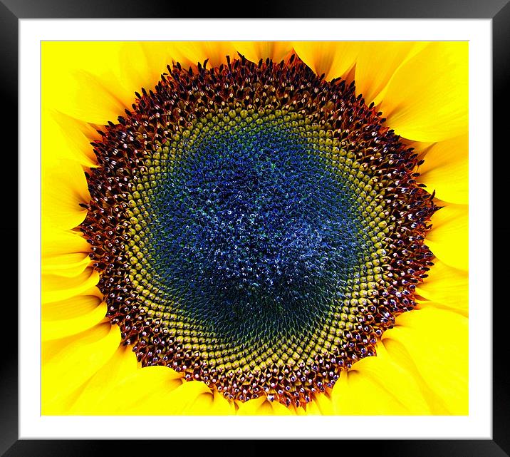 Macro Sunflower Head. Framed Mounted Print by paulette hurley