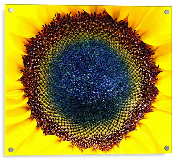 Macro Sunflower Head. Acrylic by paulette hurley